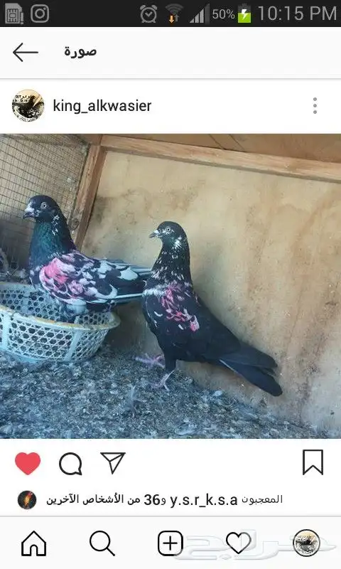 حمام هندي كالوشام طيور مميزة 11