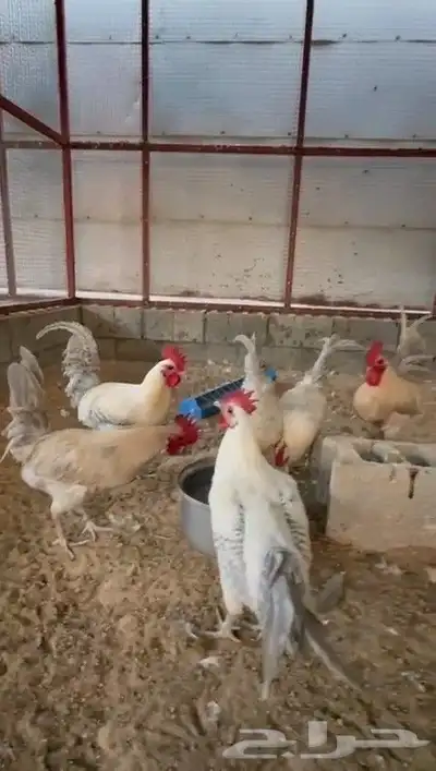 6 اديكه فيومي الألمنيوم و قولد index