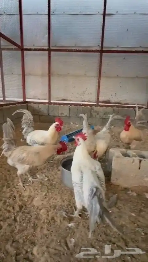 6 اديكه فيومي الألمنيوم و قولد 1