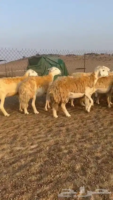 اعرض لكم غنم حريات جنب دفيع شرط عددها 31 بالفحل 6