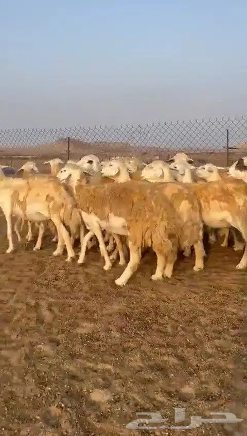 اعرض لكم غنم حريات جنب دفيع شرط عددها 31 بالفحل 1