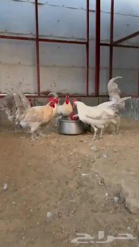 6 اديكه فيومي الألمنيوم و قولد 2