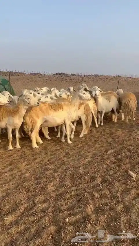 اعرض لكم غنم حريات جنب دفيع شرط عددها 31 بالفحل 4