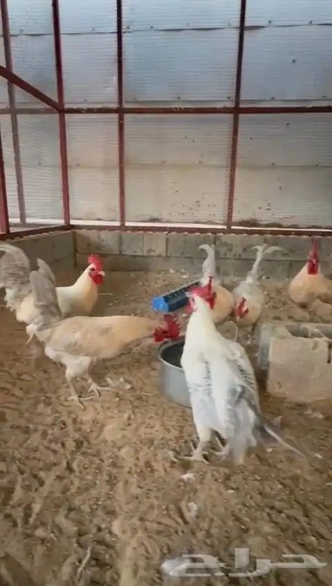 6 اديكه فيومي الألمنيوم و قولد 0