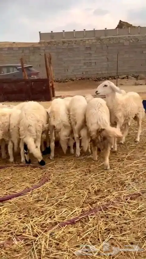 أعرض لكم ضان حريه فاخر 15 تحتها 15 معاها 2 فحول 10