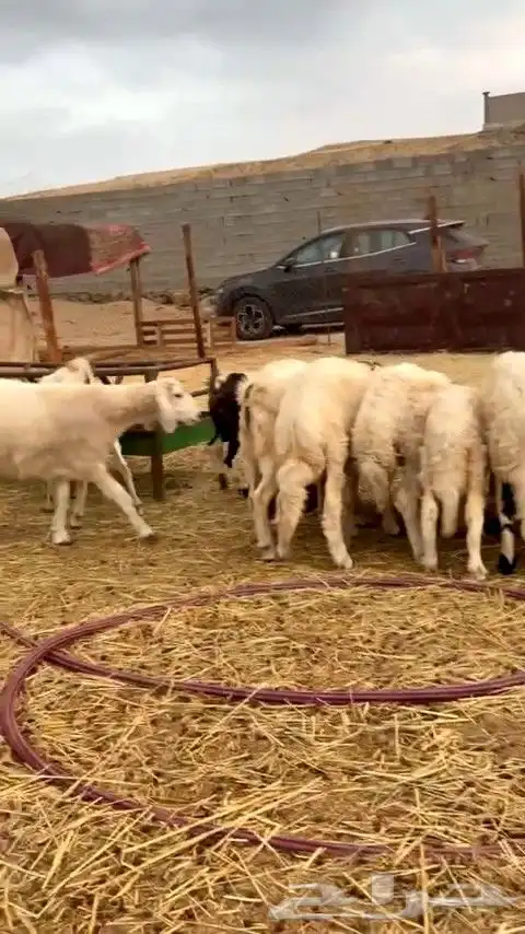 أعرض لكم ضان حريه فاخر 15 تحتها 15 معاها 2 فحول 9