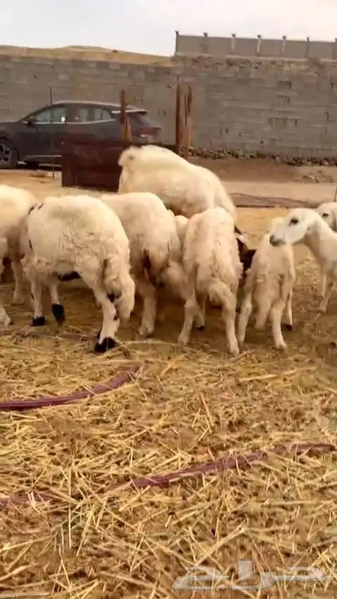 أعرض لكم ضان حريه فاخر 15 تحتها 15 معاها 2 فحول 11