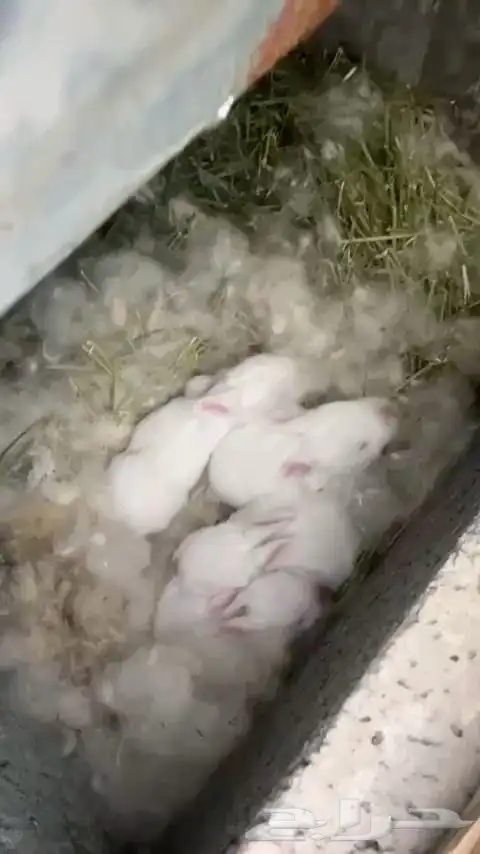 للبيع أرانب فرنسي 0