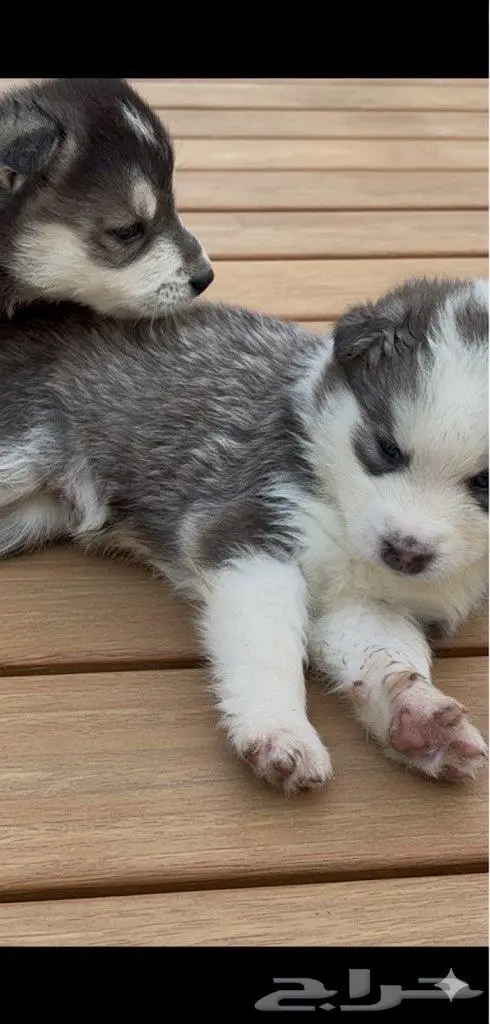 جراء هاسكي احجام ممتازه 2