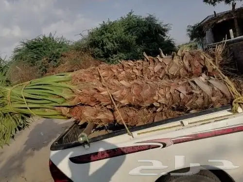 نخل للبيع جميع أنواعه 22