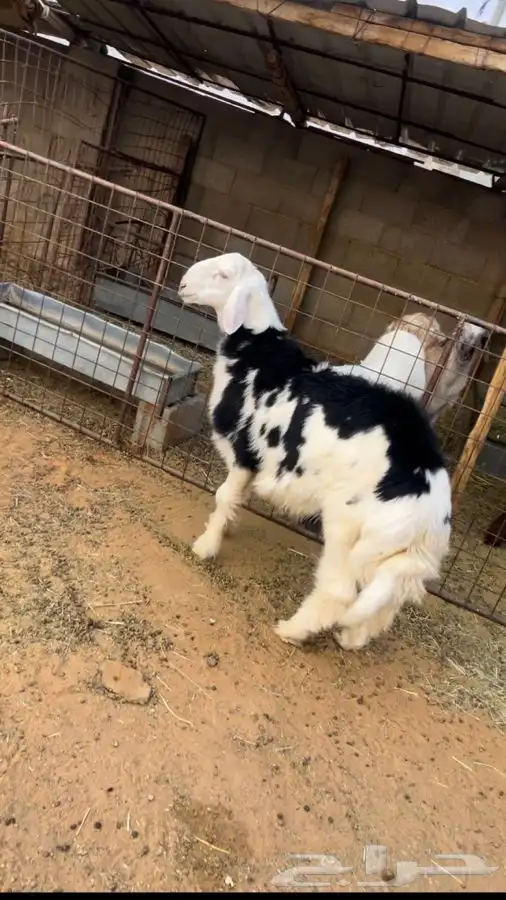 خروف نجدي فاخر 0