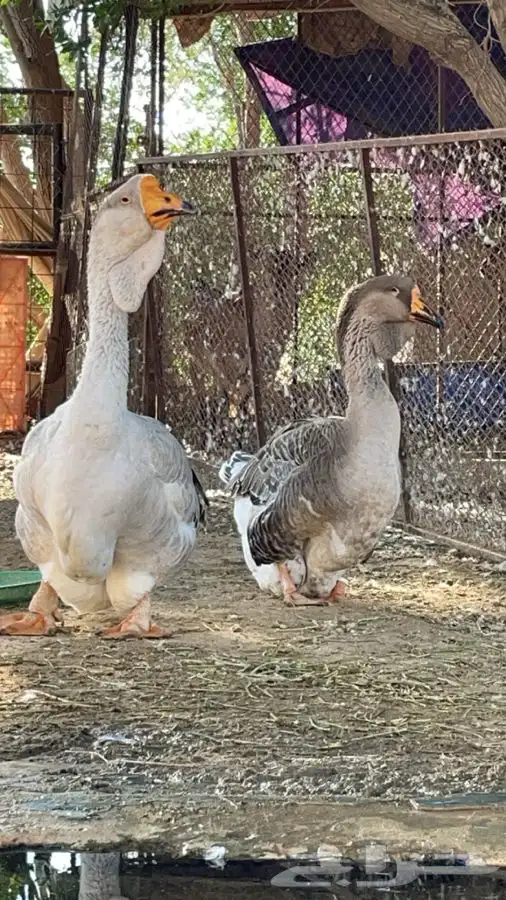 جوز وز روسي صنف بيور منتج 4