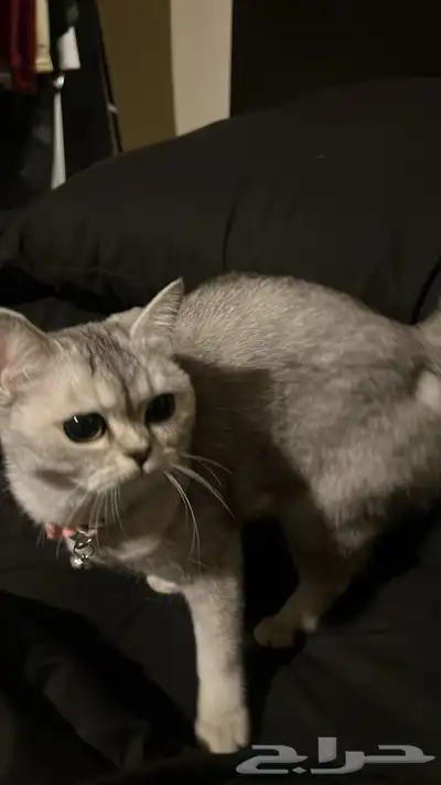 قطه للبيع index