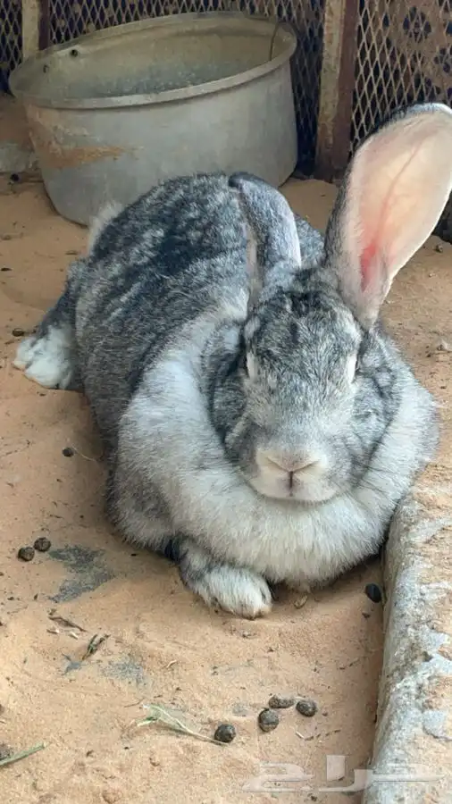 ارانب شانشيلا العملاق 1