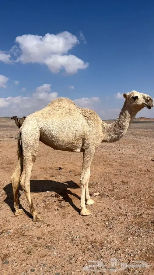 للبيع بكره طيبه 1