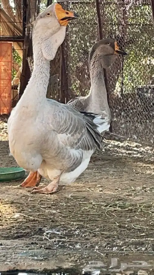 جوز وز روسي صنف بيور منتج 1