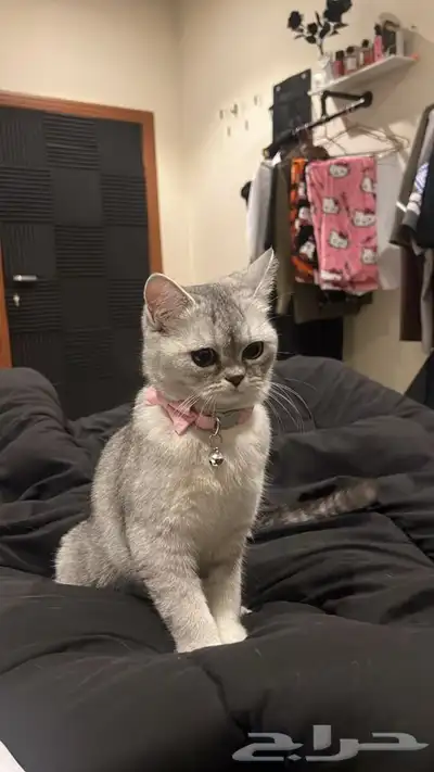 قطه للبيع index