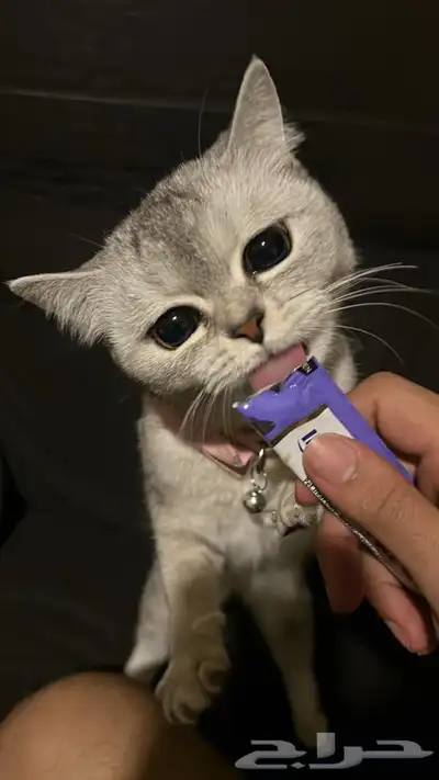 قطه للبيع index