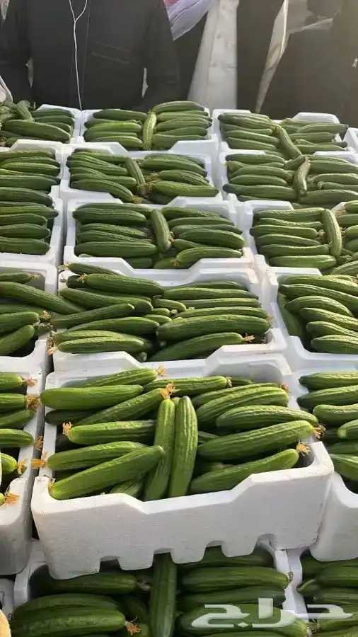 توريد جميع انواع الخضار والفواكه باسعار الجمله 1