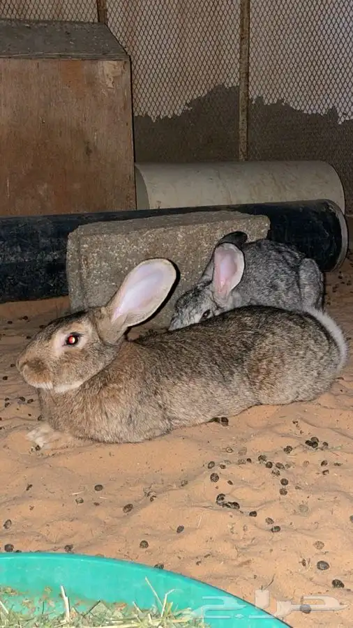 ارانب شانشيلا العملاق 2