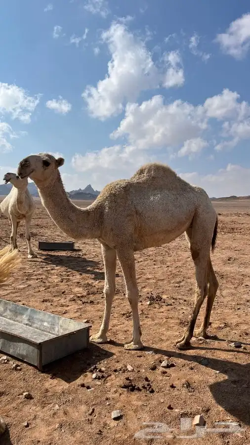 للبيع بكره طيبه 0