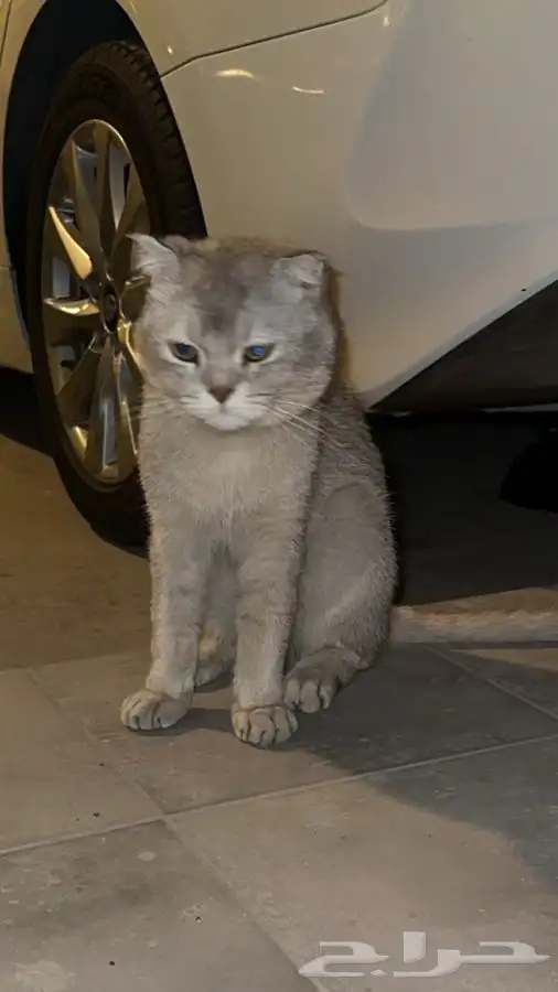 قط للتبني 1