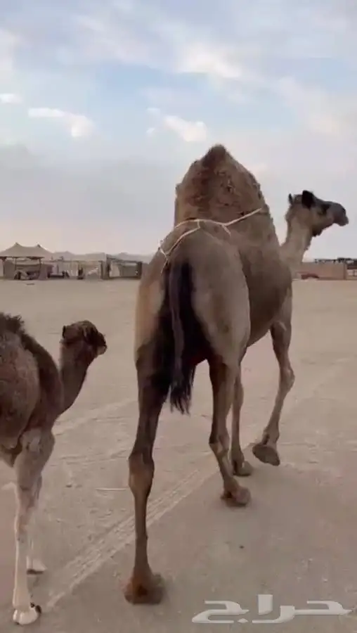 خلفه مصغر كفو حليب سكر وهداوه 1