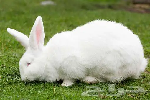 أرانب للبيع حي الجامعه 1