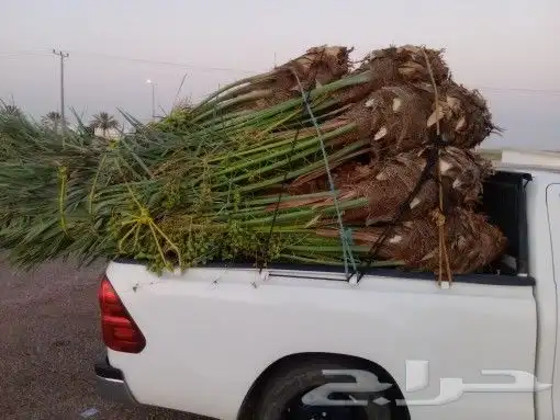نخل للبيع القصيم 4