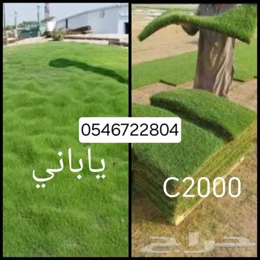 يوجد جميع انواع الاشجار والنباتات خرجي ودخلي 5