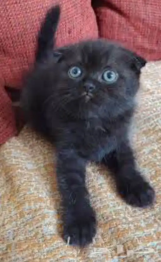 قطط سكوتش فولد وسكوتش ستريت وشيرازي تايقر للتبني برسوم 14