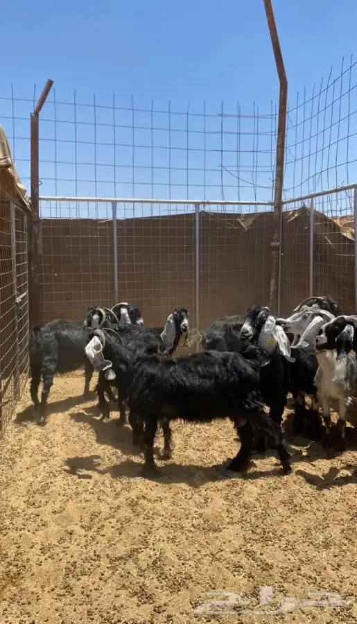 للبيع معزا مقنوي فيهن دفع ومضاريع 1