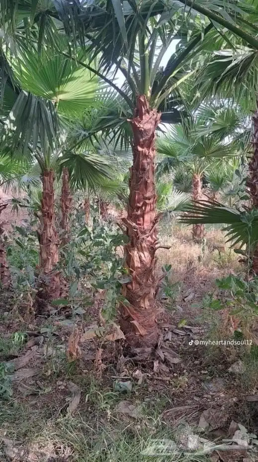 نخل واشنطني من اجود انواع النخل جده 4