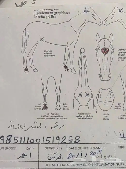 فرنس انجليزيه 8