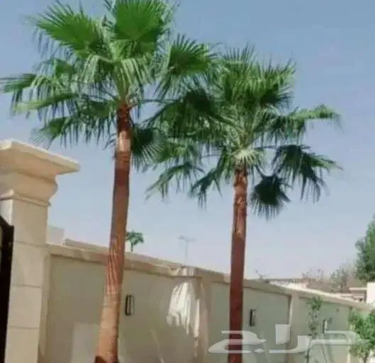 نخل وشنطني زينه 8