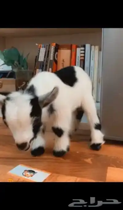 ماعز قزم index