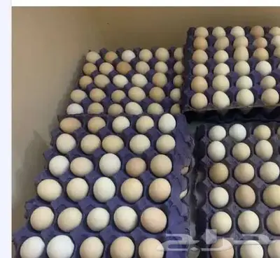 يوجد بيض بلدي مائده البيع 20 0