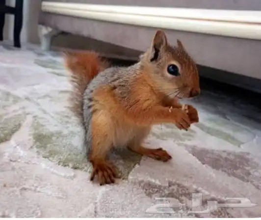 مطلوب سنجاب سوري اليف 0