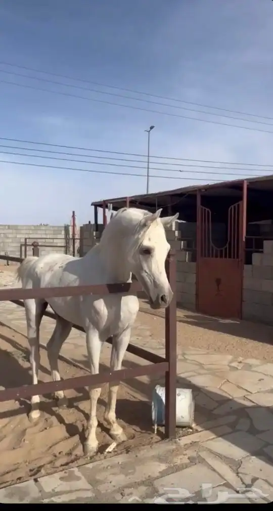 حصان بيع شعبي 3