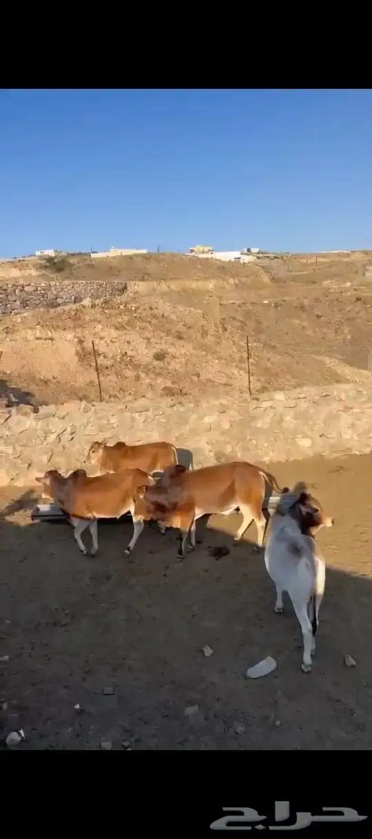 حسلان للبيع0 وصل السوم 4500ريال التواصل واتس فقط 0