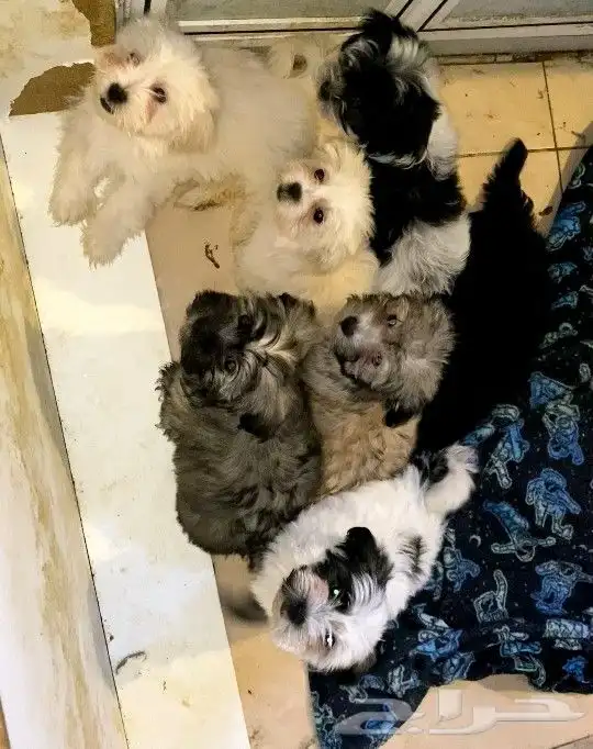 كلاب للبيع 0