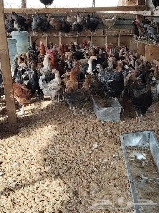 دجاج بلدي بياض وديوك 0