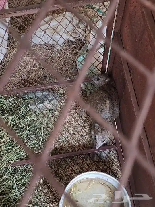 وبران للبيع اناثي ولا يسوم الا الصامل 0