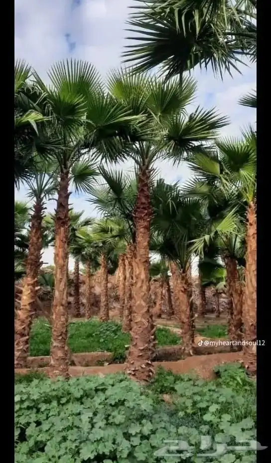 نخل واشنطني من اجود انواع النخل جده 1