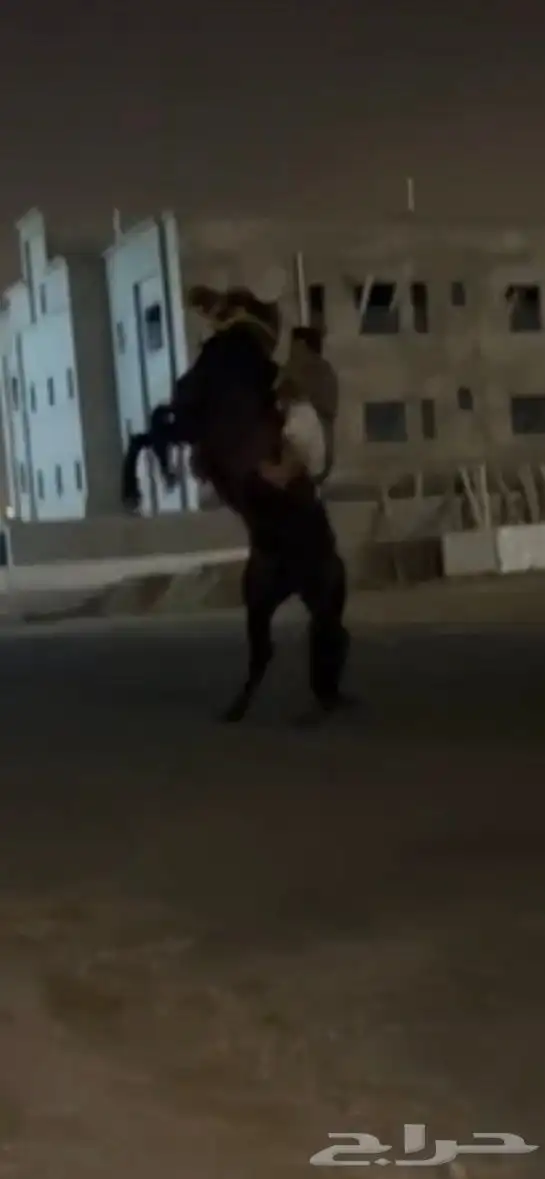 خيل شعبي لون الاصفر 7