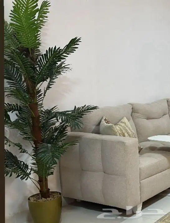 شجرة للبيع 0