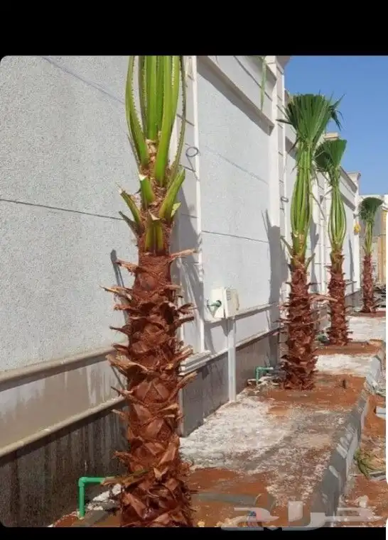 نقوم بجميع اعمال نخيل 1