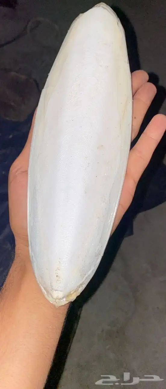 خداك عظم حبار المجفف 1