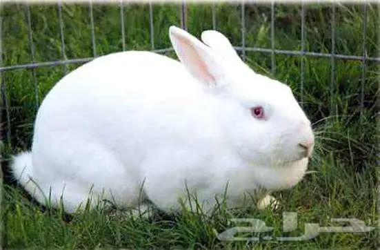 أرانب للبيع حي الجامعه 0