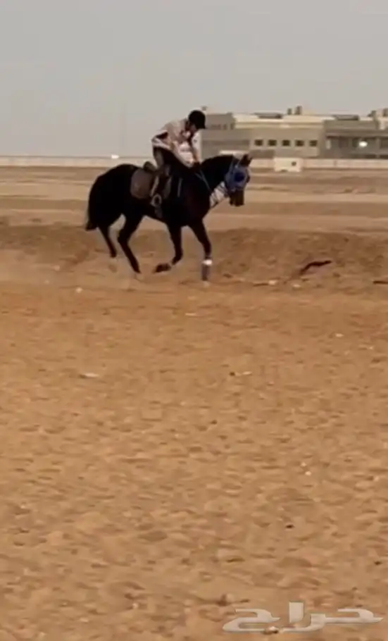 حصان انتاج 0